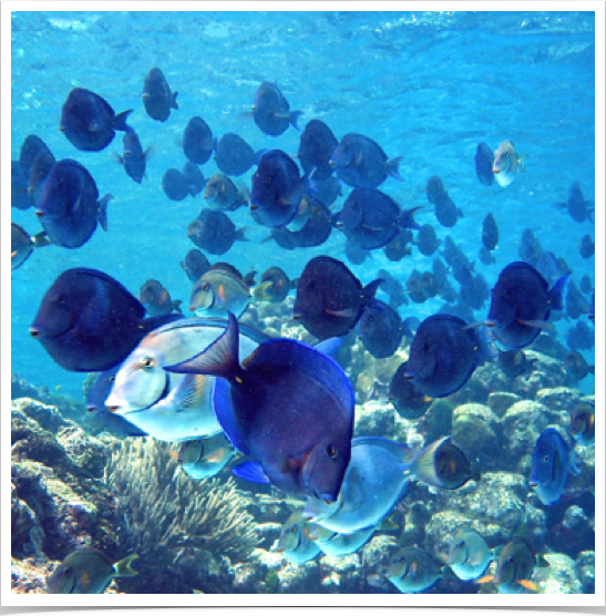Schooling Blue Tang (Acanthurus coeruleus) - a surgeonfish.